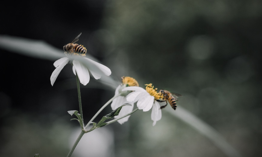 Environnement et protection de la nature / avocat / Dorothée Mandile